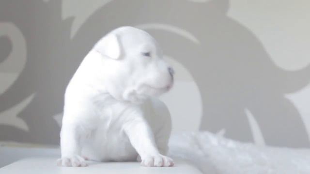 Забавные щенки бегают по квартире смотреть онлайн