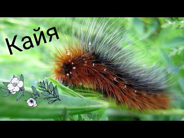 Гусеница Медведицы Кайя смотреть онлайн