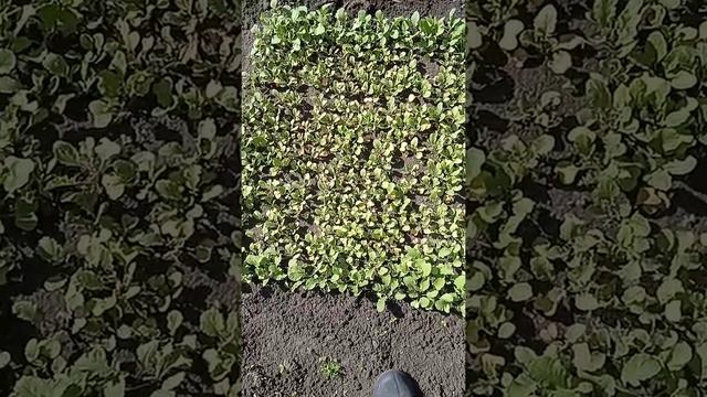 редиска не растёт и желтеет, что делать, дайте совет!!! смотреть онлайн