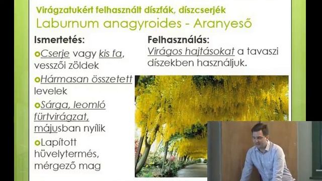 Laburnum anagyroides - Aranyeső смотреть онлайн