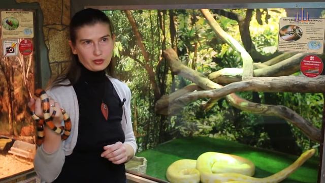 "ZooАзбка". Змеи. смотреть онлайн