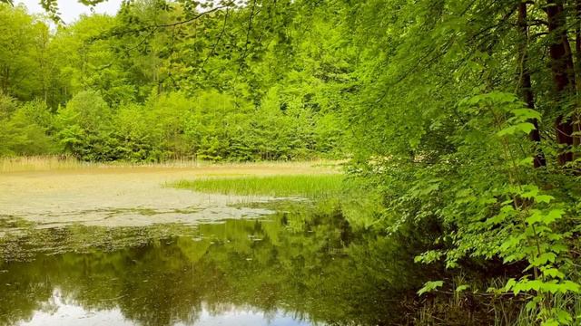 Расслабляющие звуки природы. Болото. Relaxing sounds of nature. Swamp. смотреть онлайн