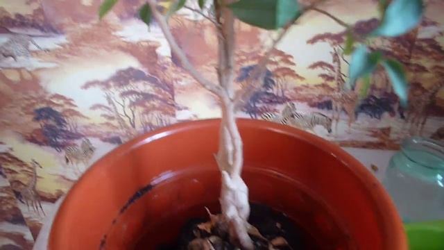 ФИКУС НАТАША ПЕРЕВАЛКА В БОЛЬШОЙ ГОРШОК смотреть онлайн