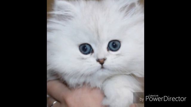 Не обижайте котят! Грустное видео стих смотреть онлайн