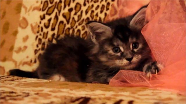 алиментные котята мейн кун продажа, maine coon, Dias Montes смотреть онлайн