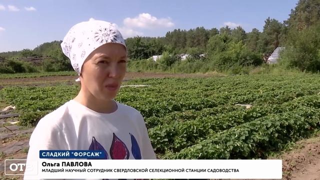 Садовую землянику размером с куриное яйцо вырастили в Екатеринбурге смотреть онлайн