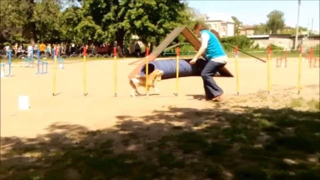Клубные соревнования КГ "Авангард" (24.05.2015). Терёхина Дарья и бигль Edison смотреть онлайн