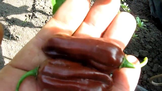 Habanero Ebony Giant - Хабанеро черный гигант смотреть онлайн