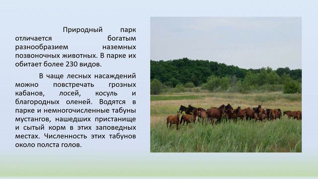 Природный парк "Цимлянские пески" смотреть онлайн