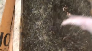 Ферма.Разведение червей!просеивание коконов и содержание червя.