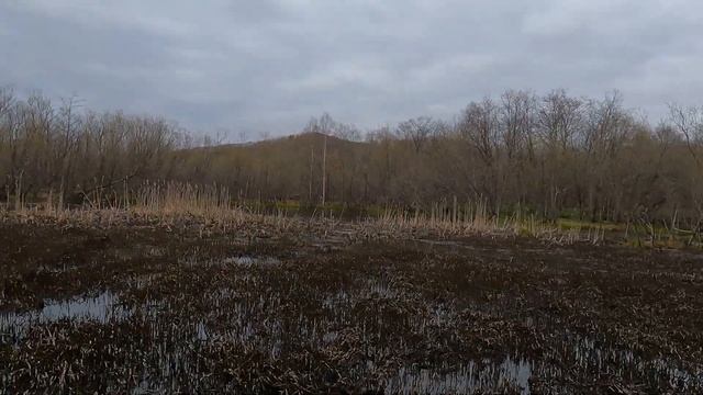 Охота на селезня. Весна 2022. Вечёрка. смотреть онлайн