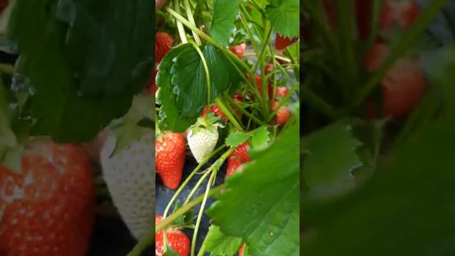 Клубника..сорт Брилла ....много и вкусно... смотреть онлайн