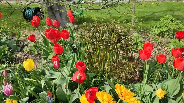 у родителей на даче#тюльпаны #дача #выходные смотреть онлайн