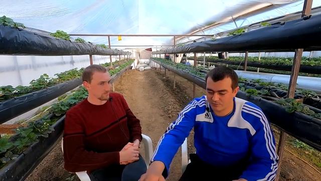 Минеральное питание по клубнике. смотреть онлайн