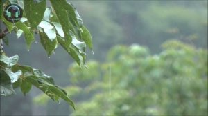 Очень Красивое чтение   Сура Ар Рахман Омар Хишам