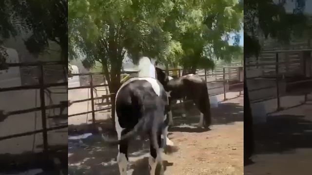 Спаривание лощидей