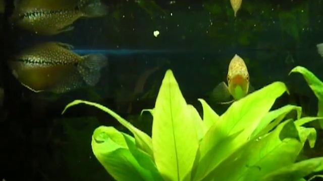 Гурами и барбусы смотреть онлайн