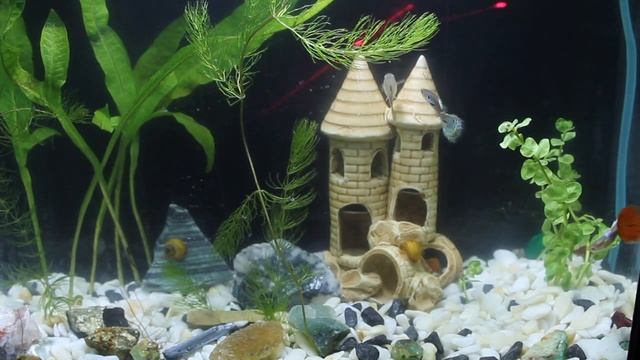 Универсальный метод игры с "ГУППИ" рыбками смотреть онлайн