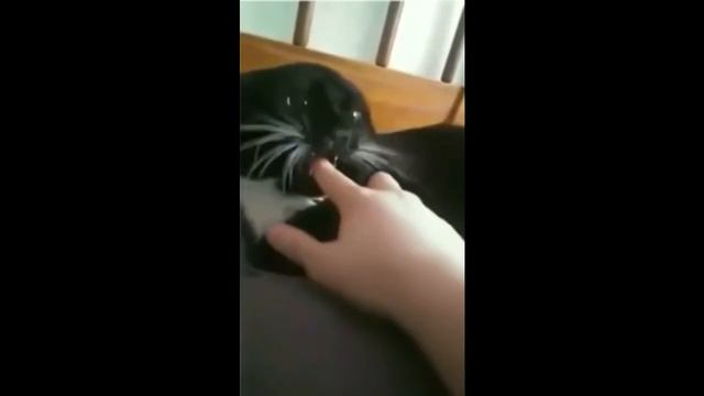 Как успокоить кошку смотреть онлайн