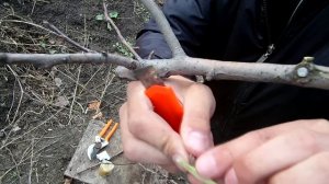 Окулировка / Прививка почкой / 100% приживаемость