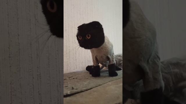How to change the color of a black cat? Cut his fur! /Как изменить окрас чёрного кота? Подстричь! смотреть онлайн
