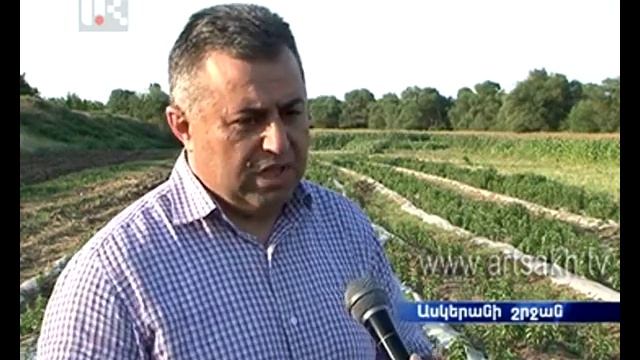 стевия в армении Ստեվիա (Stevia) Հայկական մեղրախոտ haykakan meghraxot Армянская стевия смотреть онлайн