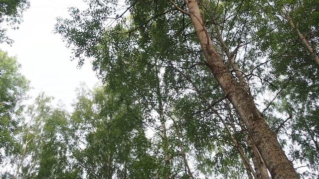 Технические возможности Olympus OM-D E-M5 видео от 14.06.2012 Skondal. смотреть онлайн