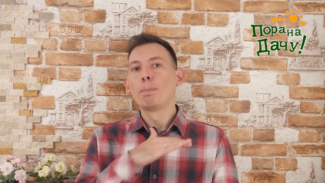 Клубневая бегония из семян. Как вырастить рассаду бегонии? смотреть онлайн