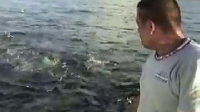 Бычьи акулы смотреть онлайн