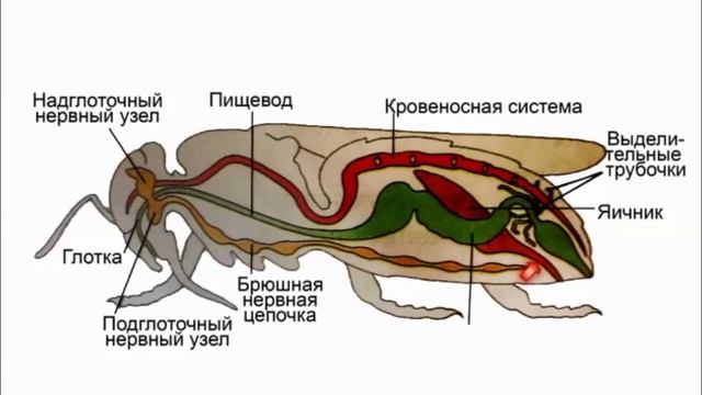 Класс Насекомые. Строение смотреть онлайн