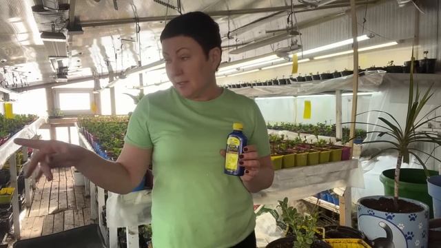 Хелат железа необходим. Как содержать гортензии в квартире. Самшит растет долго. 23.02 смотреть онлайн