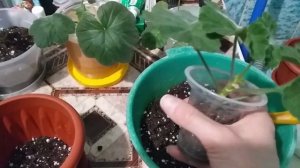 Пересадка укоренённых черенков Пеларгонии (Герани) #пеларгония #цветы #советы #герань #пеларгонии