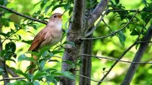 Булбул овози