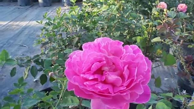 Pink Peace Hybrid Tea Rose