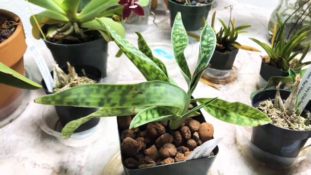 Floración cattleya BLC. Lucked strike смотреть онлайн