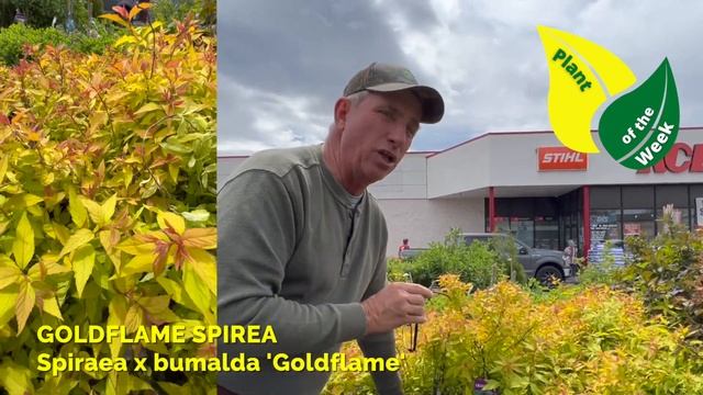 GOLDFLAME SPIREA | Spiraea X Bumalda 'Goldflame'