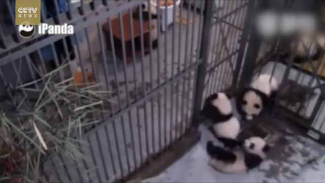 Большой побег маленьких панд смотреть онлайн