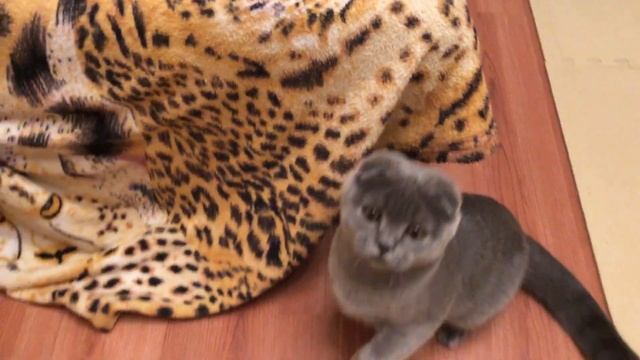 Ночные игры Кота КОСМОСА! смотреть онлайн