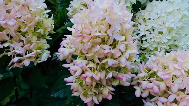 Гортензия метельчатая "Скайфолл" смотреть онлайн