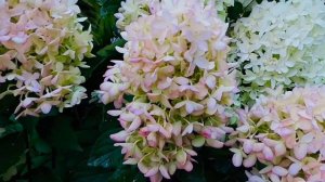 Гортензия метельчатая "Скайфолл"