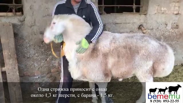 Гиссарская овца. Продуктивность. Особенности. смотреть онлайн
