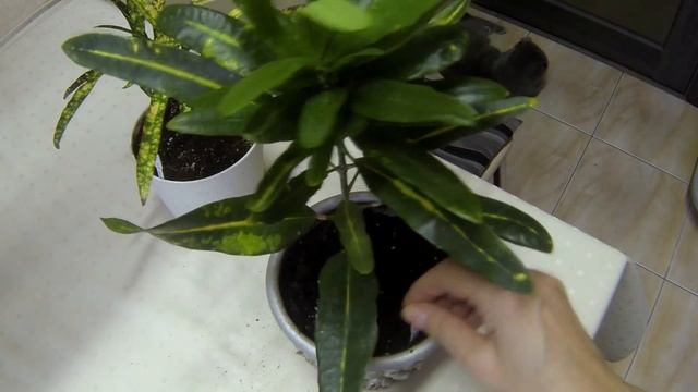 Мои цветы. Обзор коллекции Кротонов. Кодиеум. смотреть онлайн