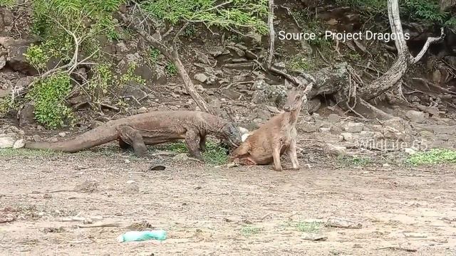 Komodo Dragon Attack The Deer Brutally || WildLife 65 #dragonball #wildlife #anime #animals