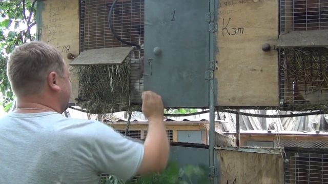 Веточный корм кроликам! Без платные витамины и микроэлементы кроликам! Чтобы кролики не болели! смотреть онлайн