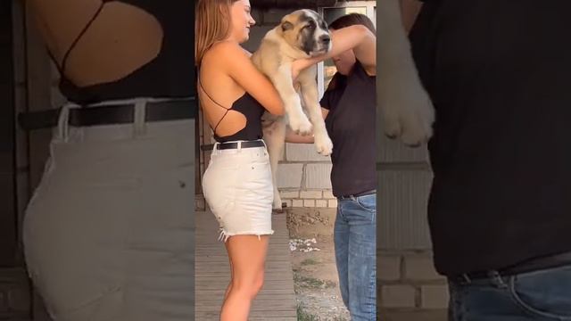 САО АЛАБАЙ ЯРА 17,6 Кг 2,5 МЕСЯЦА . ДОЧЬ МАРШАЛА И БУХАРЫ смотреть онлайн