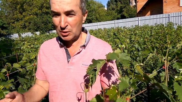 @Виноград 2020 Школка саженцев А Гергеля в августе смотреть онлайн