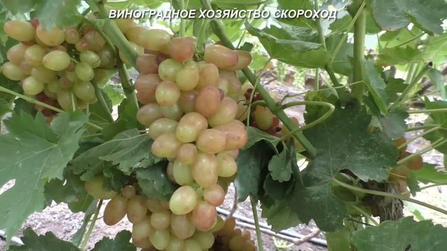 Сорта винограда 2020. Роза ранняя - бело-розовая красавица смотреть онлайн