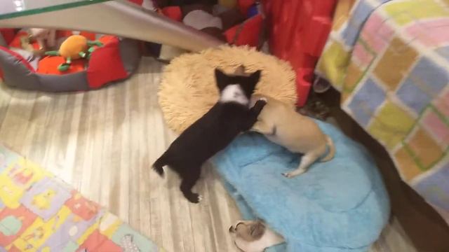 ми-ми-ми чихуахуа игры щенков СИМФЕРОПОЛЬ Кастропуло продам щенков Крым смотреть онлайн