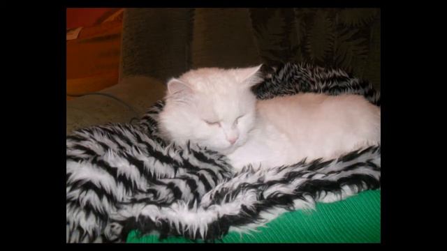 Моя кошка! смотреть онлайн