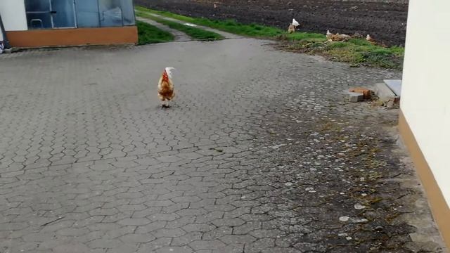 Фюрт. Петух гамбургский. Нападает на нас. Fürth. Германия